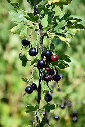 Black Currant (Ribes nigrum) at The Green Spot Home & Garden