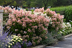 Quick Fire Hydrangea (Hydrangea paniculata 'Bulk') at The Green Spot Home & Garden