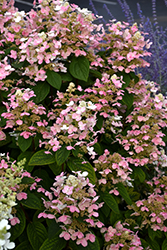 Quick Fire Hydrangea (Hydrangea paniculata 'Bulk') at The Green Spot Home & Garden