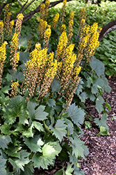 The Rocket Rayflower (Ligularia 'The Rocket') at The Green Spot Home & Garden