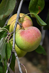 Zestar Apple (Malus 'Zestar') at The Green Spot Home & Garden