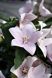 Fuji Pink Balloon Flower (Platycodon grandiflorus 'Fuji Pink') at The Green Spot Home & Garden