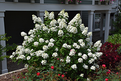Fire Light Hydrangea (Hydrangea paniculata 'SMHPFL') at The Green Spot Home & Garden
