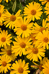 Sunstruck False Sunflower (Heliopsis helianthoides 'Sunstruck') at The Green Spot Home & Garden