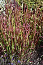 Red Baron Japanese Blood Grass (Imperata cylindrica 'Red Baron') at The Green Spot Home & Garden