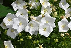 White Clips Bellflower (Campanula carpatica 'White Clips') at The Green Spot Home & Garden