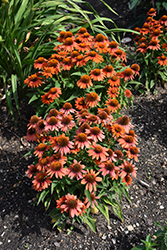 Sombrero Adobe Orange Coneflower (Echinacea 'Balsomador') at The Green Spot Home & Garden