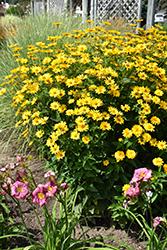 Summer Sun False Sunflower (Heliopsis helianthoides 'Summer Sun') at The Green Spot Home & Garden