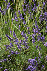 Phenomenal Lavender (Lavandula x intermedia 'Phenomenal') at The Green Spot Home & Garden
