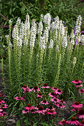 Floristan White Blazing Star (Liatris spicata 'Floristan White') at The Green Spot Home & Garden