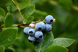 Northcountry Blueberry (Vaccinium 'Northcountry') at The Green Spot Home & Garden