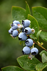 Northblue Blueberry (Vaccinium 'Northblue') at The Green Spot Home & Garden
