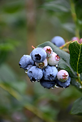 Chippewa Blueberry (Vaccinium 'Chippewa') at The Green Spot Home & Garden