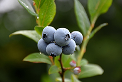 Northsky Blueberry (Vaccinium 'Northsky') at The Green Spot Home & Garden