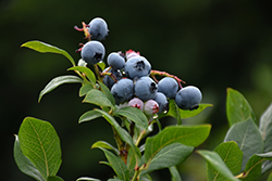 Northland Blueberry (Vaccinium corymbosum 'Northland') at The Green Spot Home & Garden