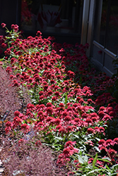 Double Scoop Raspberry Coneflower (Echinacea 'Balsceras') at The Green Spot Home & Garden