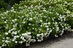 Bombshell Hydrangea (Hydrangea paniculata 'Bombshell') at The Green Spot Home & Garden