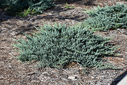 Blue Chip Juniper (Juniperus horizontalis 'Blue Chip') at The Green Spot Home & Garden