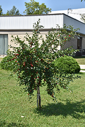 Valentine Cherry (Prunus 'Valentine') at The Green Spot Home & Garden