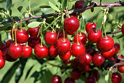 Crimson Passion Cherry (Prunus 'Crimson Passion') at The Green Spot Home & Garden