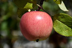 Prairie Magic Apple (Malus 'Prairie Magic') at The Green Spot Home & Garden