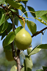 Ure Pear (Pyrus 'Ure') at The Green Spot Home & Garden