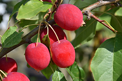 Dolgo Apple (Malus 'Dolgo') at The Green Spot Home & Garden