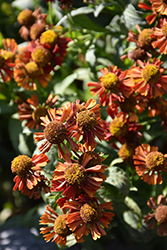 Ruby Tuesday Sneezeweed (Helenium 'Ruby Tuesday') at The Green Spot Home & Garden