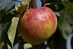 Hardi-Mac Apple (Malus 'Hardi-Mac') at The Green Spot Home & Garden