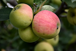Norland Apple (Malus 'Norland') at The Green Spot Home & Garden