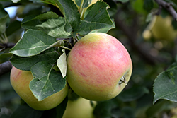 Goodland Apple (Malus 'Goodland') at The Green Spot Home & Garden
