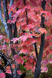 Autumn Spire Red Maple (Acer rubrum 'Autumn Spire') at The Green Spot Home & Garden