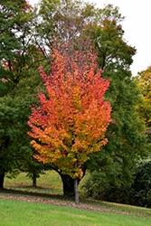 Red Rocket Red Maple (Acer rubrum 'Red Rocket') at The Green Spot Home & Garden