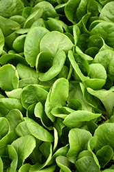 Buttercrunch Lettuce (Lactuca sativa var. capitata 'Buttercrunch') at The Green Spot Home & Garden