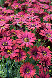 Zion Red African Daisy (Osteospermum 'Zion Red') at The Green Spot Home & Garden