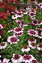 4D Berry White African Daisy (Osteospermum 'KLEOE15257') at The Green Spot Home & Garden