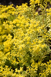 Lemon Ball Stonecrop (Sedum rupestre 'Lemon Ball') at The Green Spot Home & Garden