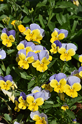 Matrix Morpheus Pansy (Viola 'PAS460054') at The Green Spot Home & Garden