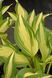 Cool As A Cucumber Hosta (Hosta 'Cool As A Cucumber') at The Green Spot Home & Garden