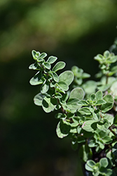 Sweet Marjoram (Origanum majorana) at The Green Spot Home & Garden