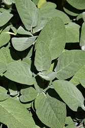 Common Sage (Salvia officinalis) at The Green Spot Home & Garden