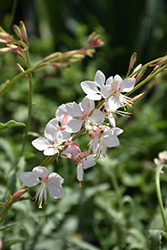 Whirling Butterflies Gaura (Gaura lindheimeri 'Whirling Butterflies') at The Green Spot Home & Garden