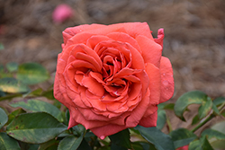 Fragrant Cloud Rose (Rosa 'Fragrant Cloud') at The Green Spot Home & Garden