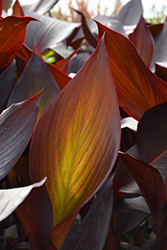 Australia Canna (Canna 'Australia') at The Green Spot Home & Garden