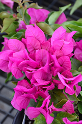 Vera Deep Purple Bougainvillea (Bougainvillea 'RPBOUG 327') at The Green Spot Home & Garden