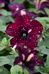 Headliner Starry Sky Burgundy Petunia (Petunia 'KLEPH18389') at The Green Spot Home & Garden