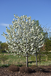 Dolgo Apple (Malus 'Dolgo') at The Green Spot Home & Garden