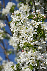 Dolgo Apple (Malus 'Dolgo') at The Green Spot Home & Garden