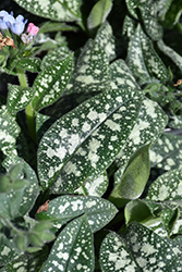 Twinkle Toes Lungwort (Pulmonaria 'Twinkle Toes') at The Green Spot Home & Garden