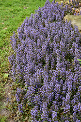 Caitlin's Giant Bugleweed (Ajuga reptans 'Caitlin's Giant') at The Green Spot Home & Garden